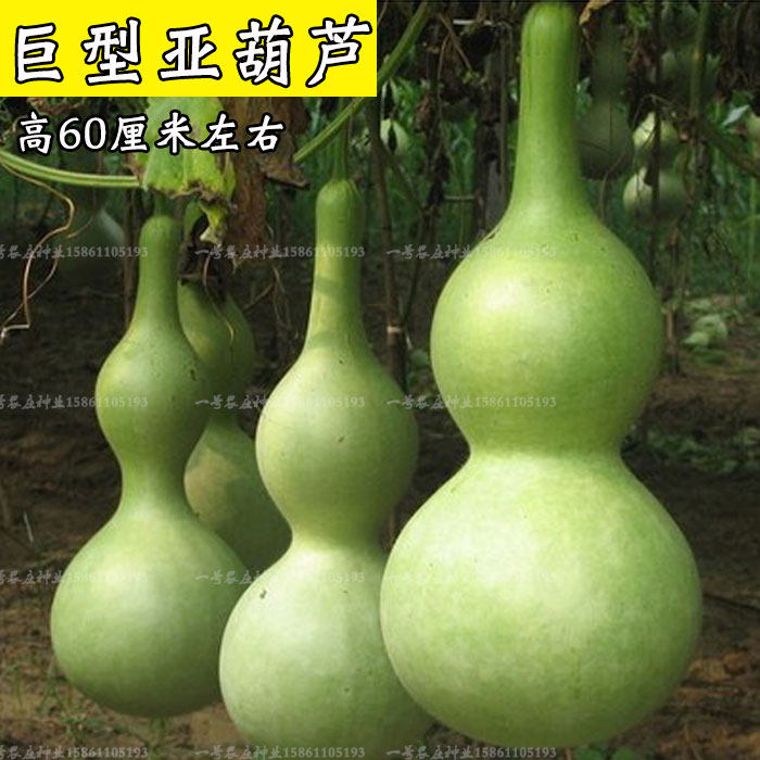 葫芦种子种籽四季特大巨型葫芦籽种迷你文玩手捻葫芦种孑大全盆栽