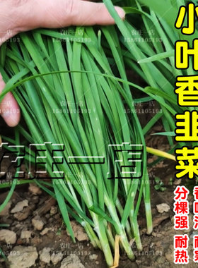 小叶香韭菜籽种本地根苗宽叶紫根红根种籽子种子细耐热寒阳台盆栽