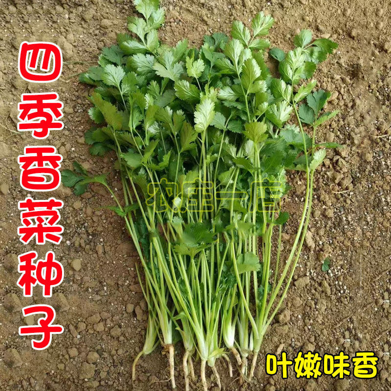 大叶香菜芫荽种子籽小叶农家盆栽苗阳台葱青菜种籽孑食用秋冬四季