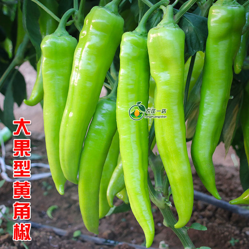 尖椒种子辣椒种籽苗青牛羊角椒蔬菜种孑黄绿皮光滑顺直果长30cm_虎窝淘
