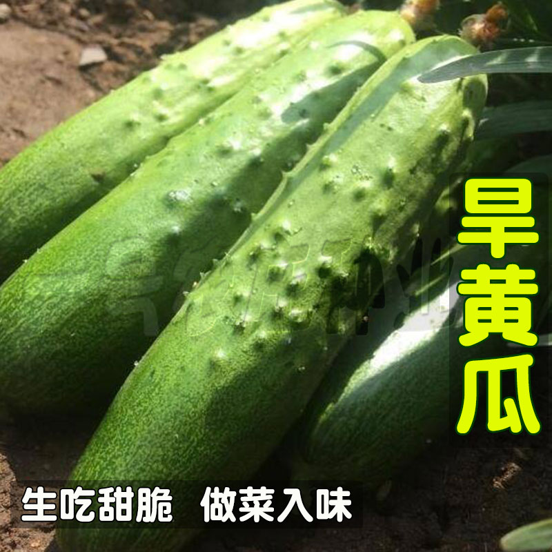 节节香甜四季苗春秋黄瓜籽种子