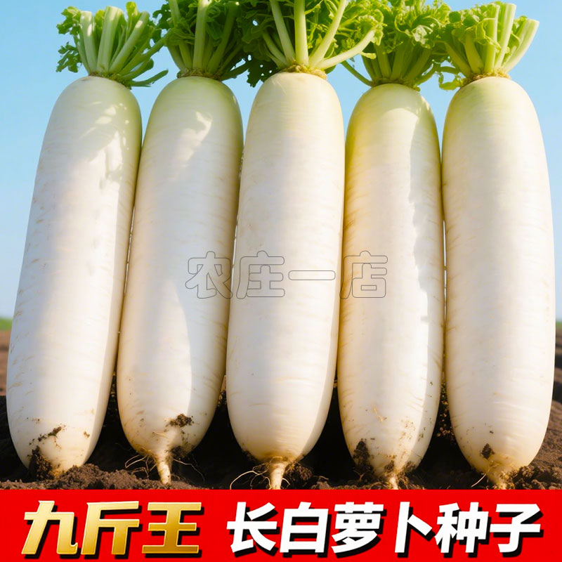 九斤王白萝卜萝卜籽水果籽种水子