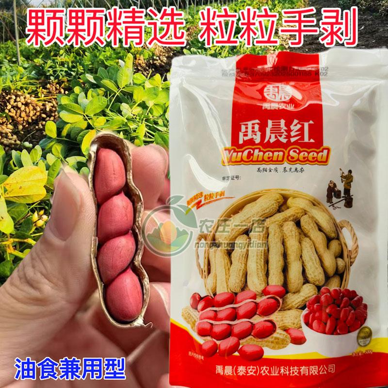 优选高产四粒红花生种子油食两用
