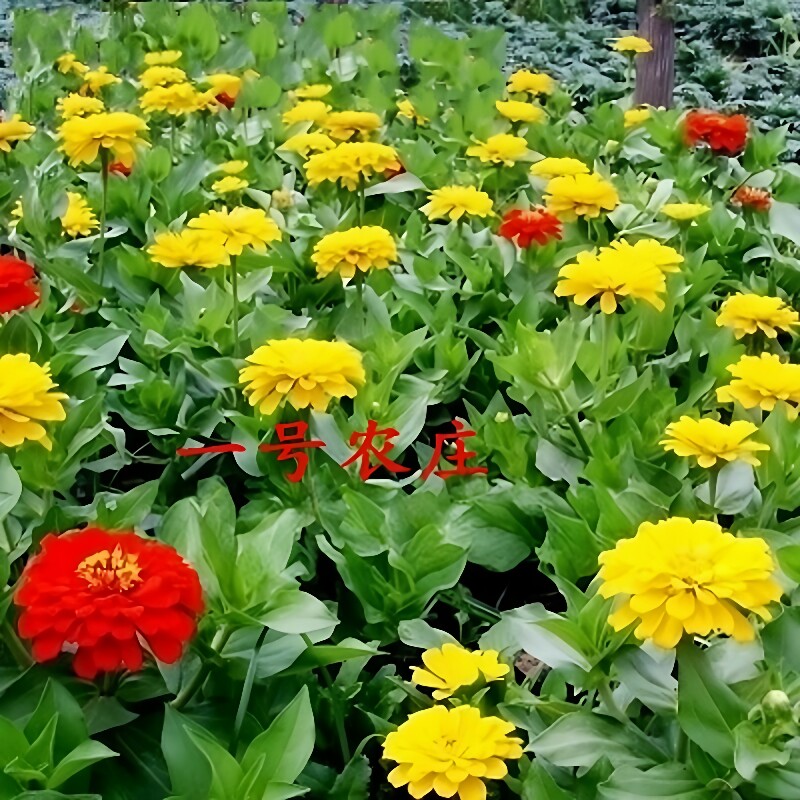 万寿菊种子菊花种子四季易活混色臭芙蓉花种籽子驱蚊盆栽观赏种籽