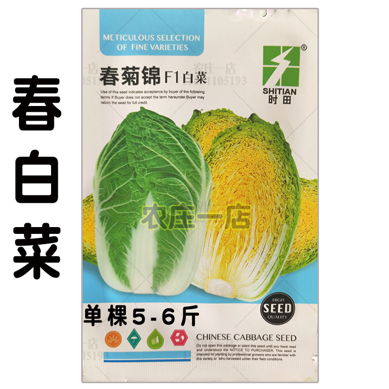 春播大白菜种子出口型早熟杂交