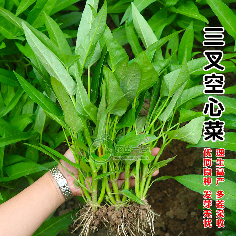 三叉菜空心菜种子种籽孑苗春秋四季菜苗水上种植蔬菜菜籽菜种籽种,鲜花速递/花卉仿真/绿植园艺,家庭园艺种子,淘宝优惠券,粉丝福利购,淘宝优惠卷