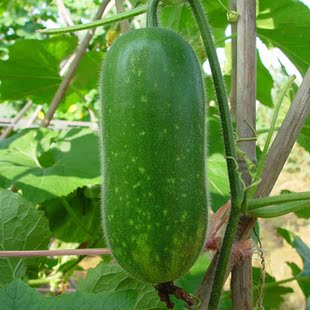 嫩绿小冬瓜种子迷你传统小节瓜种籽四季 秋蔬菜种孑 播大棚爬藤春季