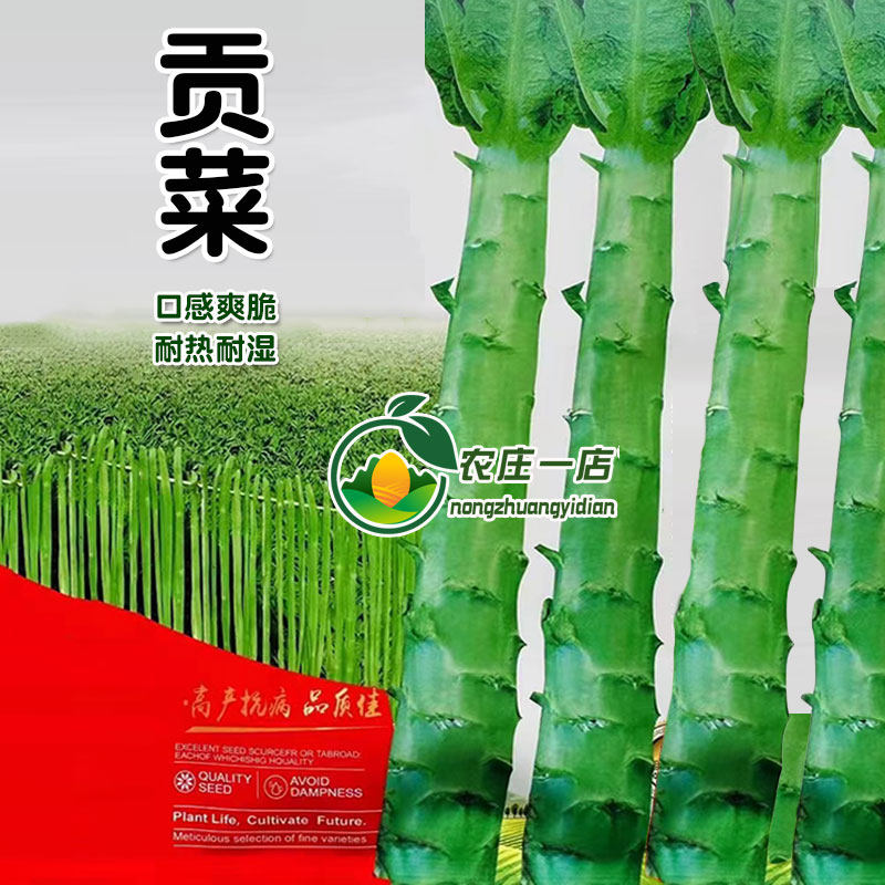 贡菜种籽苔干响菜种子莴苣种子口感脆爽蔬菜种子耐热耐湿夏秋季播