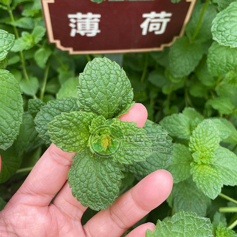 薄荷种子盆栽薄荷苗四季猫薄荷种孑柠檬留兰香食用种籽阳台驱蚊草