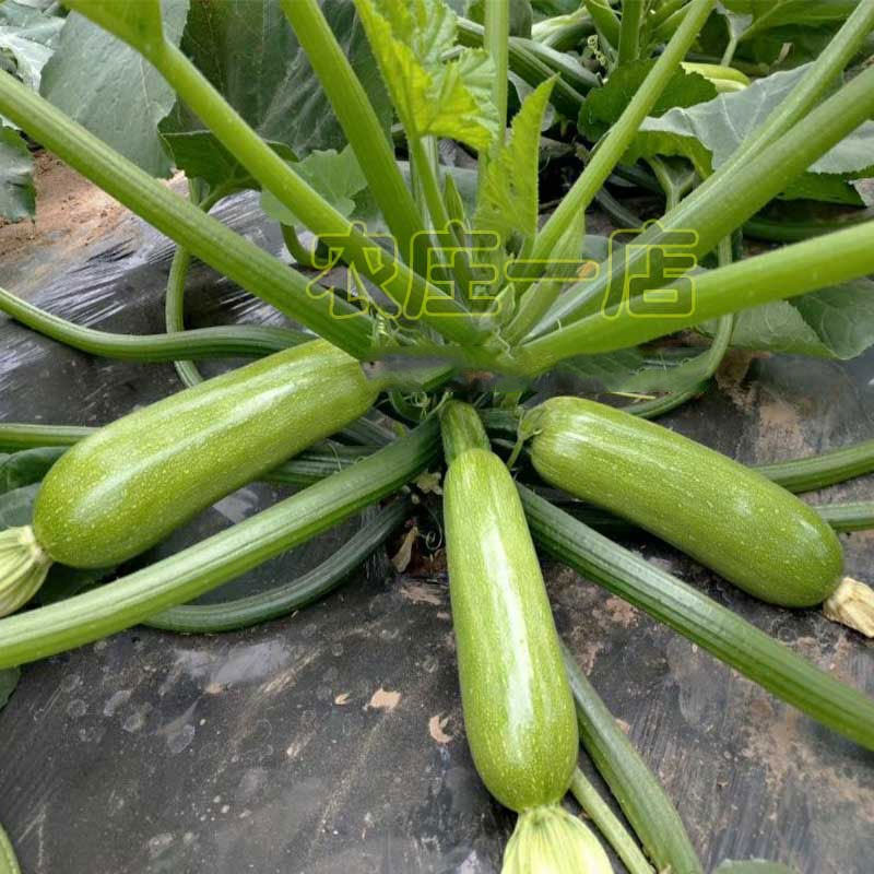 西葫芦种子占瓜种籽阳台盆栽四季香蕉瓜春季苗夏秋季蔬菜种孑大全_虎窝淘