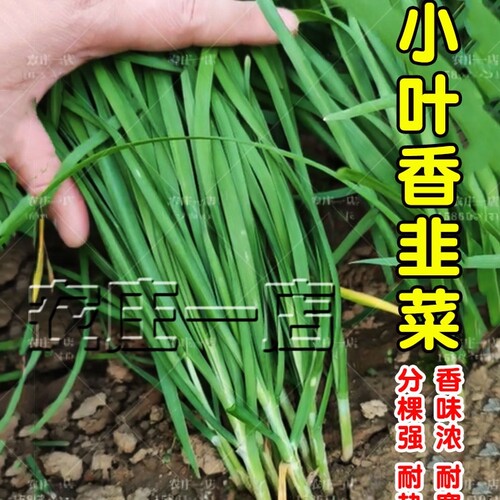 韭菜根苗籽韭菜种籽四季耐热耐寒