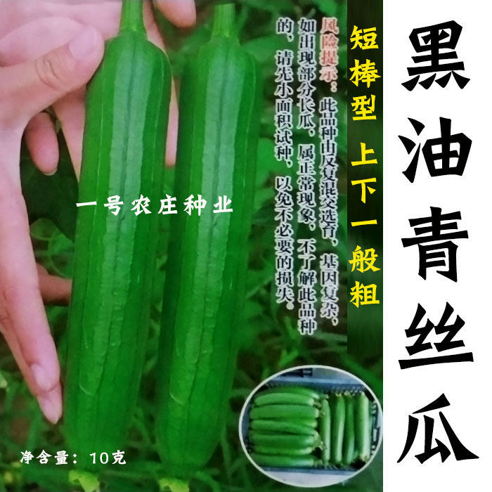 短黑油绿青皮丝瓜新品种种子种籽四季特大爬藤架庭院秋冬籽播早熟