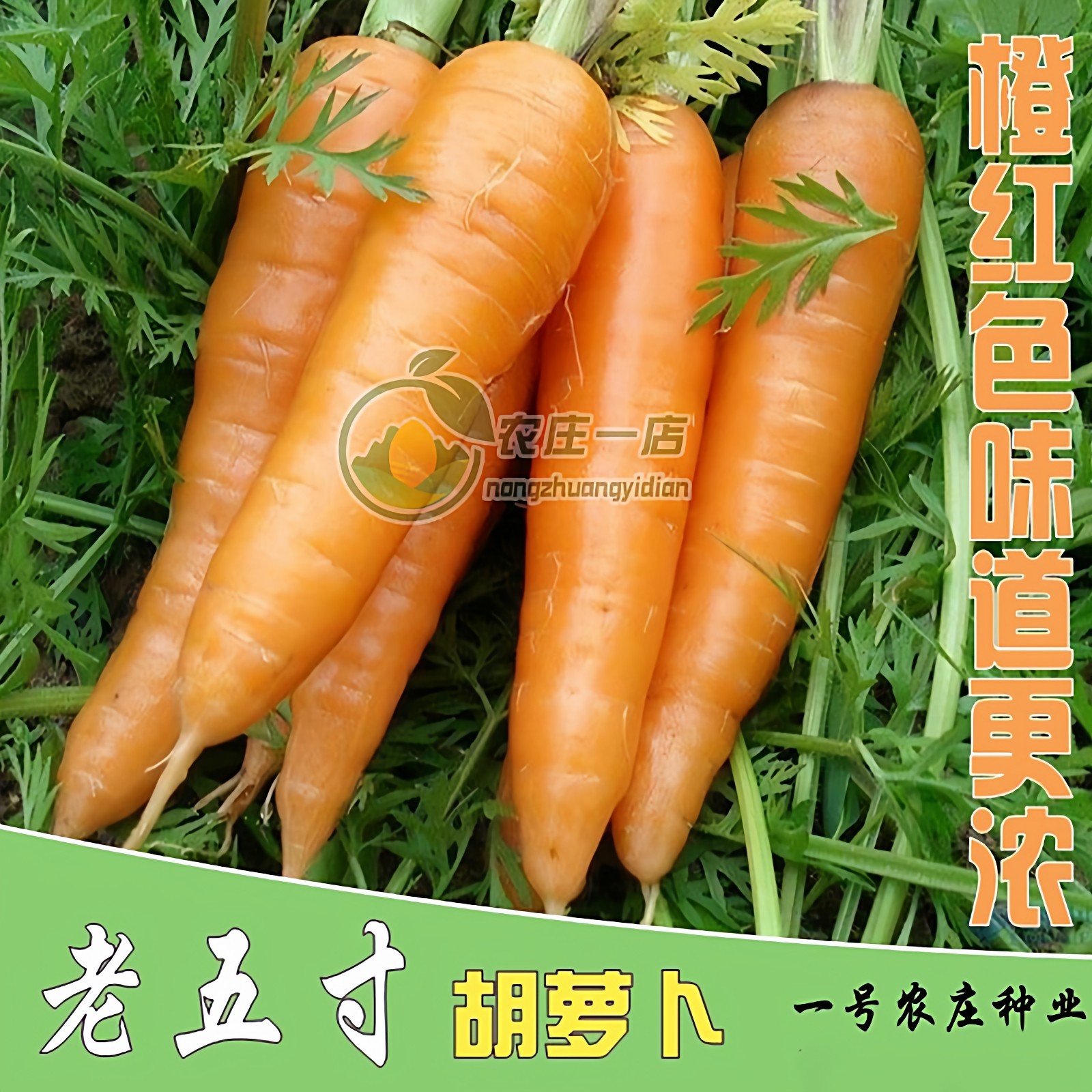 老五寸水果胡萝卜种子萝卜种籽甜脆萝卜籽农家阳台盆栽春季秋四季