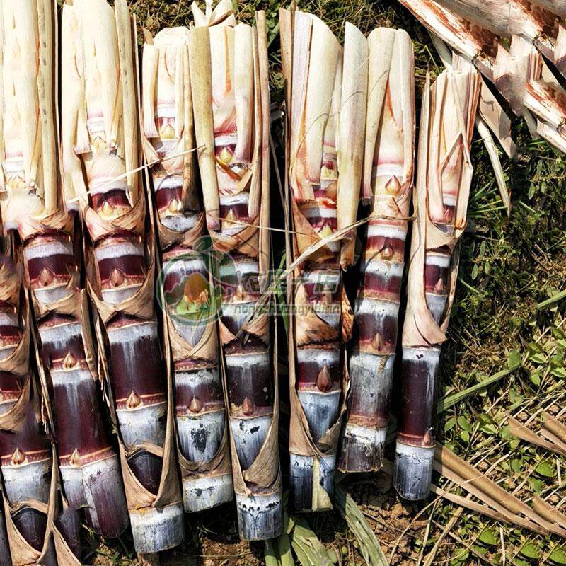 黑皮甘蔗苗种籽黄皮甘蔗种苗中段甘蔗种子孑甜度高口感好四季种植