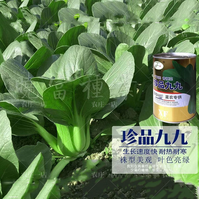 珍品九九青梗菜种子油菜种籽青菜籽种大全四季耐寒耐热纤维少种孑
