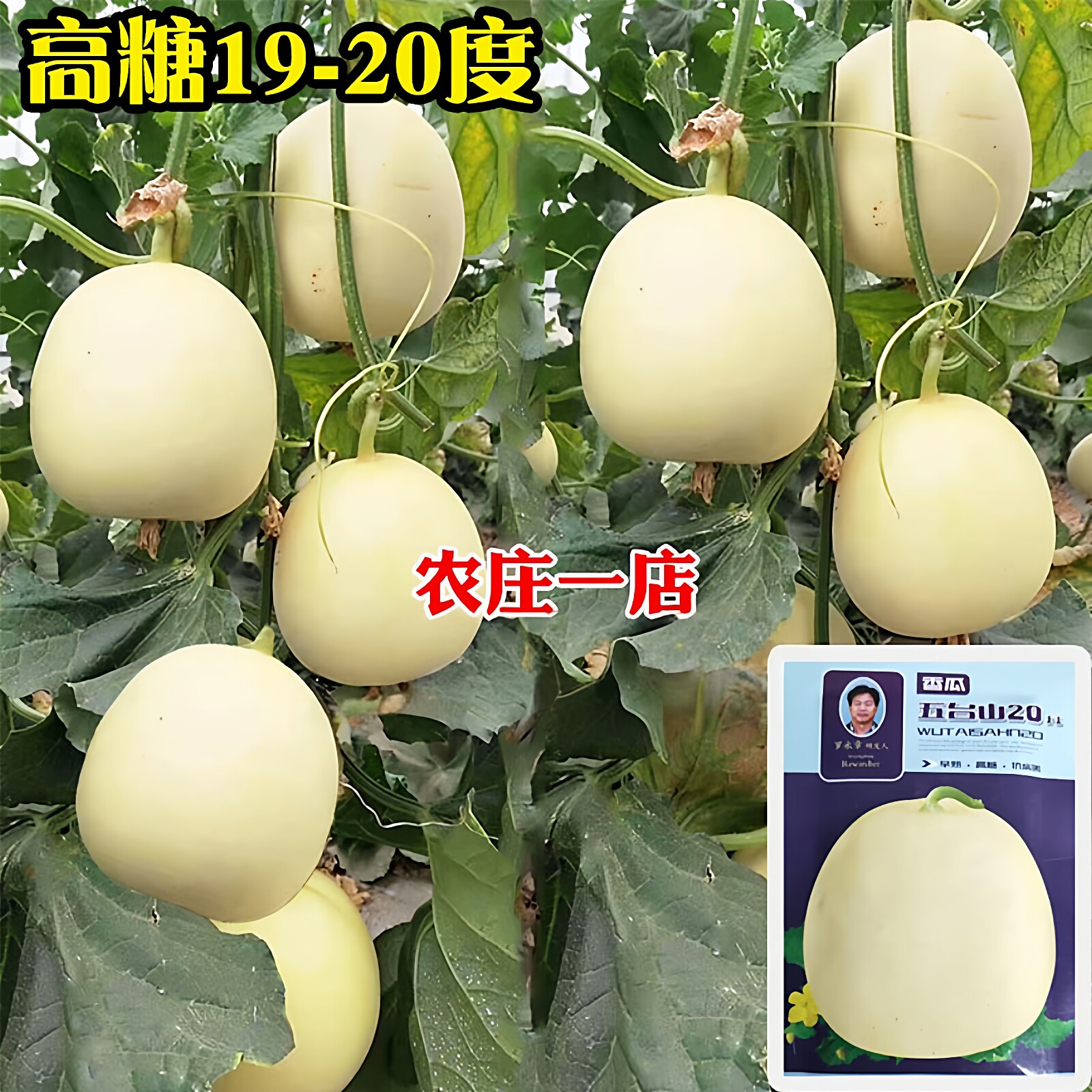 超甜五台山甜瓜种子梨瓜早春正品