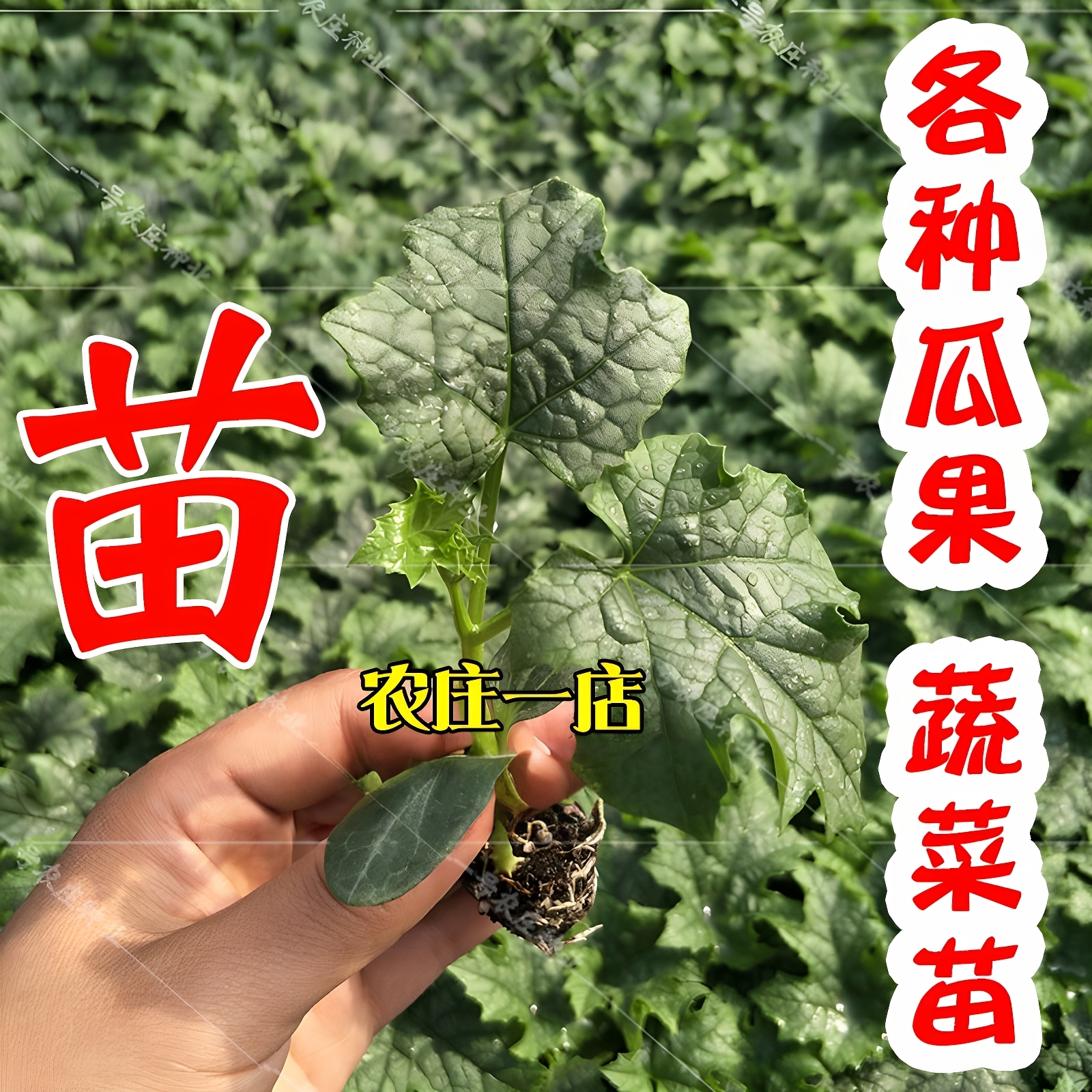 辣椒苗西瓜西红柿秧苗茄子草莓小番茄丝瓜秋葵佛手瓜苗秧蔬菜菜苗