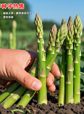 芦笋种孑种子苗根苗种根根种苗盆栽根苗籽带土蔬菜菜种籽蔬菜种子