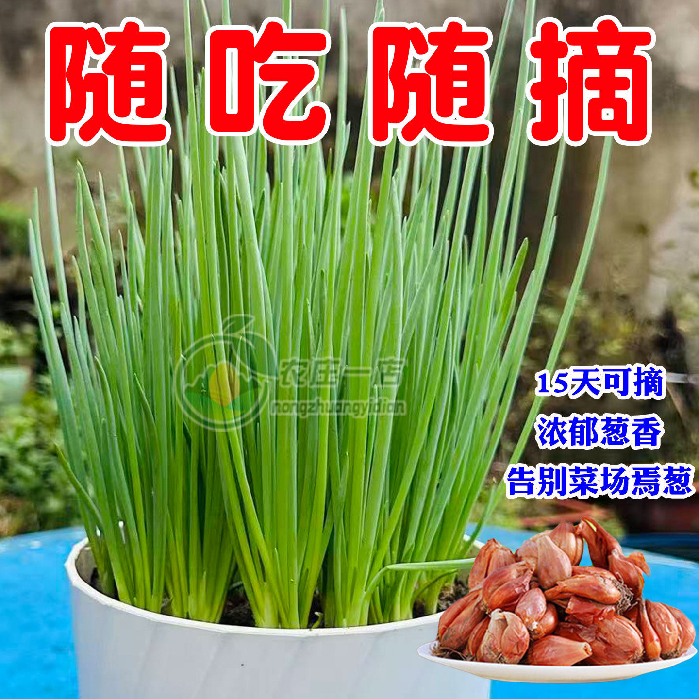 红葱头种子小香葱种子大蒜头火葱四季葱种籽蔬菜种孑阳台家庭种菜