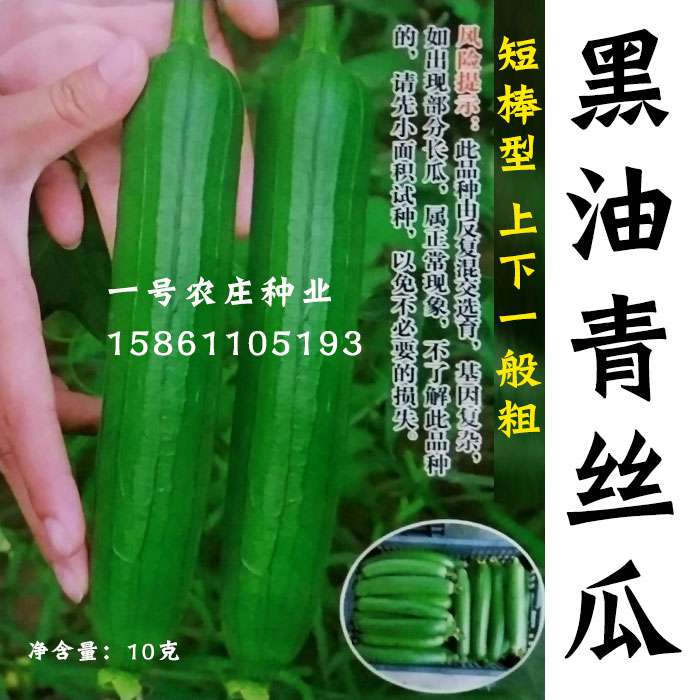 黑油青皮四季特大秋冬丝瓜种子籽