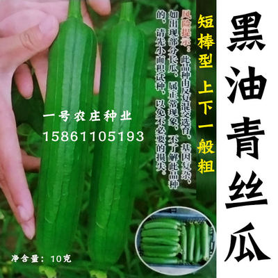 黑油青皮四季特大秋冬丝瓜种子籽