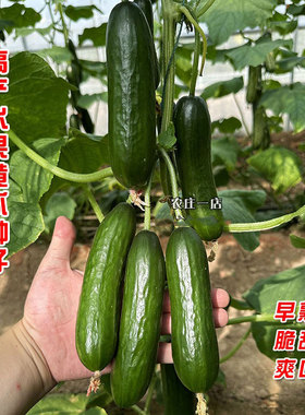 荷兰水果小黄瓜种籽蔬菜种子孑大全高产四季农家早春夏季阳台南方