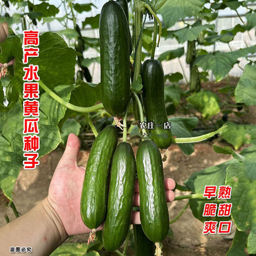荷兰水果黄瓜种籽四季蔬菜种子孑