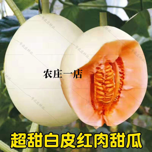 白皮红肉瓜种大全早熟糖18度甜子
