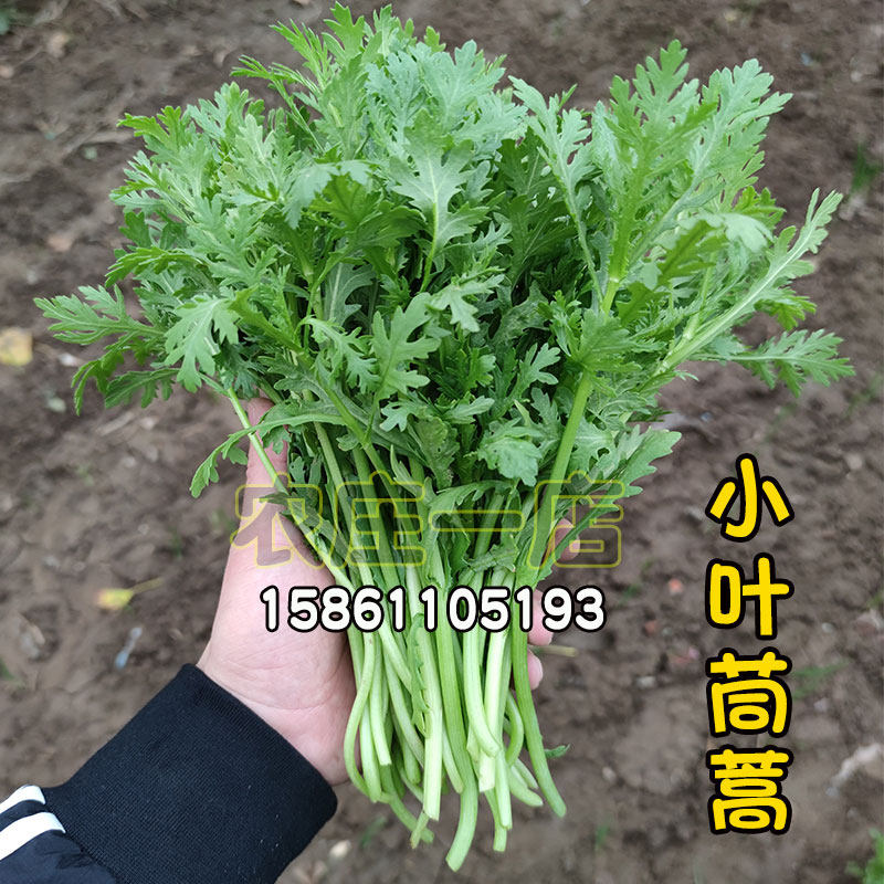 小叶茼蒿种子光杆皇帝菜种孑菊花春夏秋冬四季播盆栽阳台蔬菜种籽