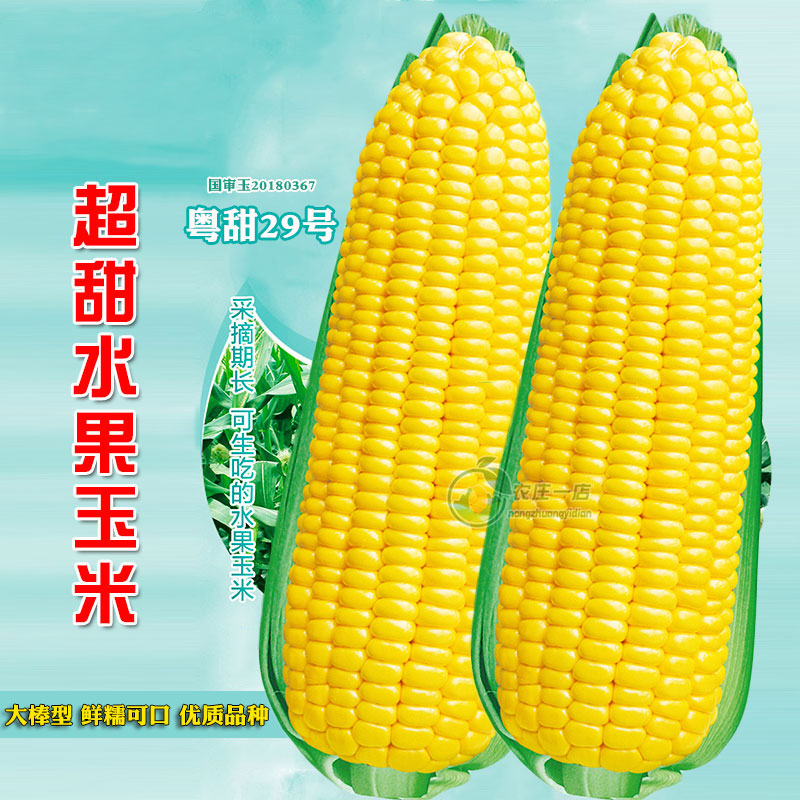 超甜水果玉米种籽高产糯玉米种子