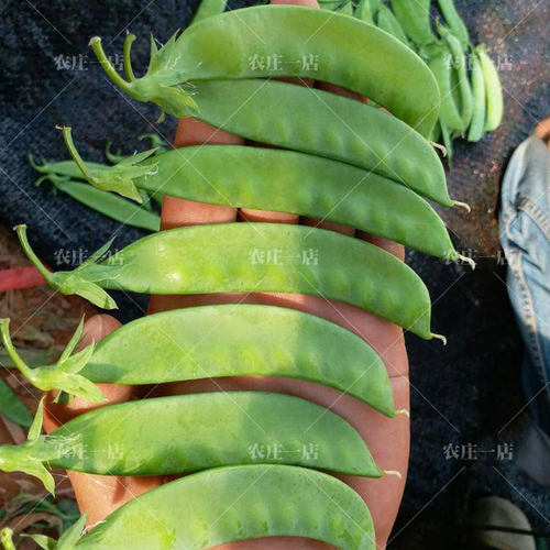 耐寒性好味甜高产食荚荷兰豆种子