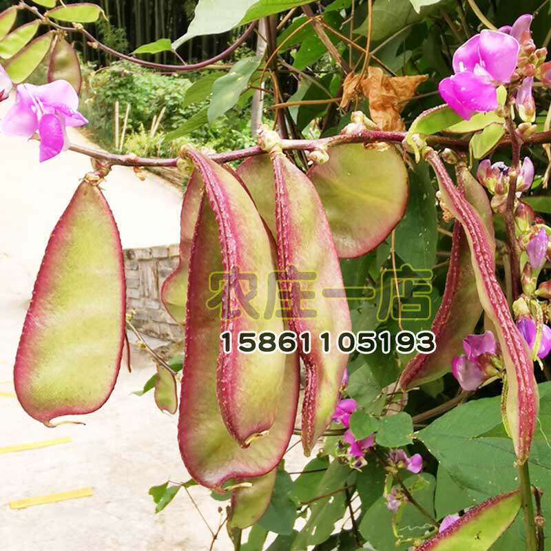 边边红扁豆种子紫眉豆种籽阳台庭院盆栽架豆菜豆蔬菜四季豆角种孑