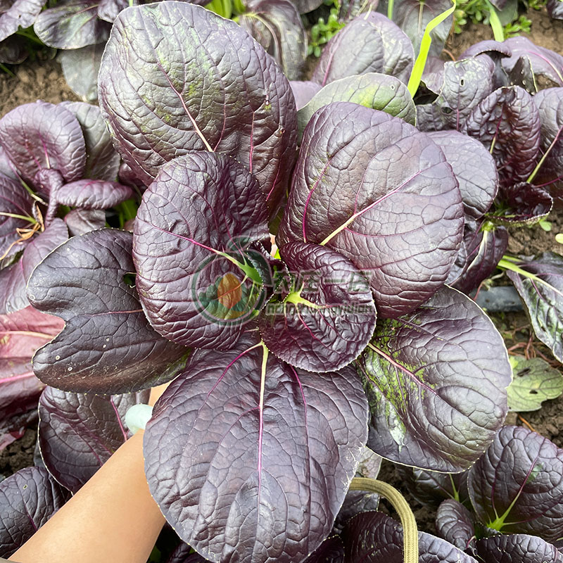 紫色油菜种子营养种籽菘菜鸡毛菜