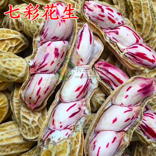 七彩花生种子带壳牛奶花生种籽花皮水果花生奶油花生彩色花生种孑