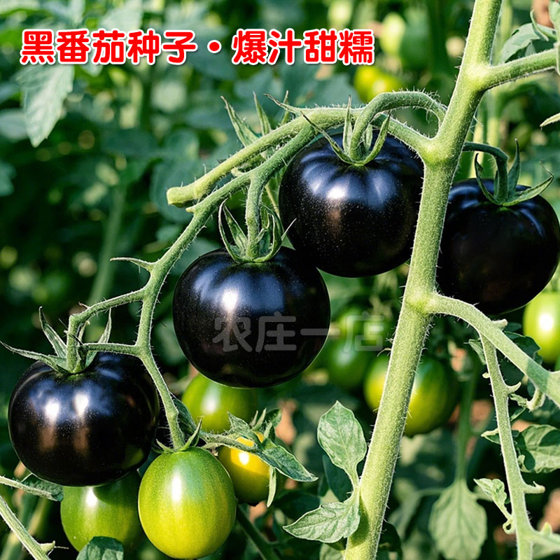 黑珍珠黑番茄种子紫红西红柿水果