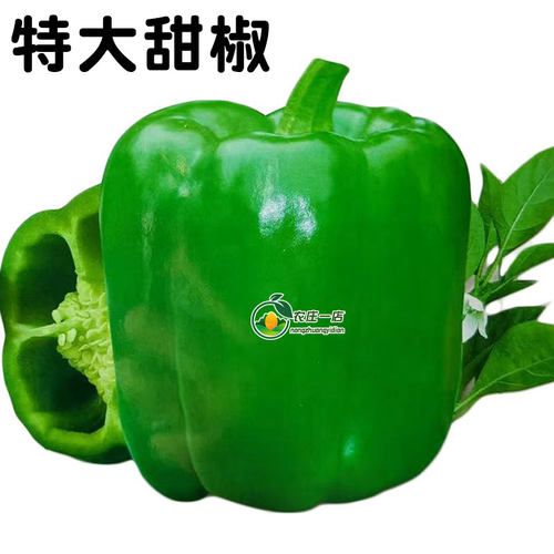 超大甜椒种子高产辣椒籽庭院蔬菜