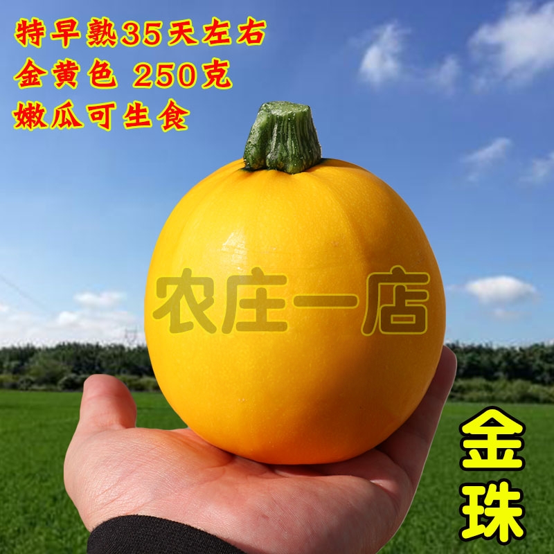 黄皮西葫芦种子种籽特早熟35天左右无蔓可生吃250克小南瓜种子孑