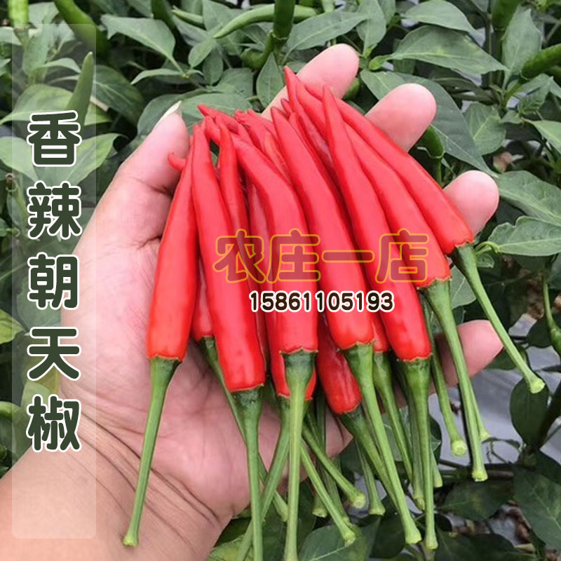 日本高产小米辣南方种四季朝天椒