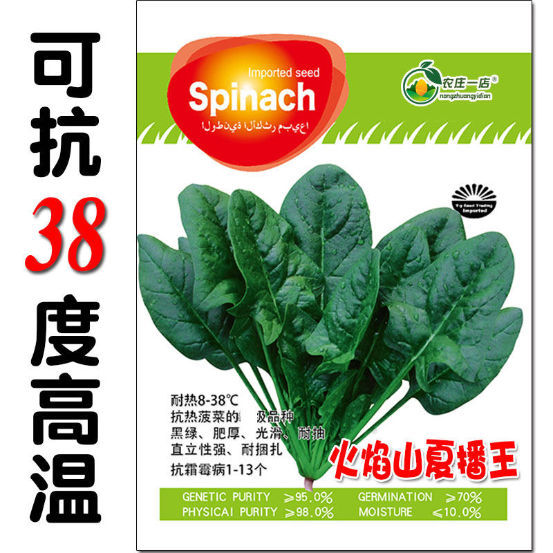 火焰山大叶菠菜种子籽孑耐高温38度黑绿光滑肥厚红根抗病高产易捆