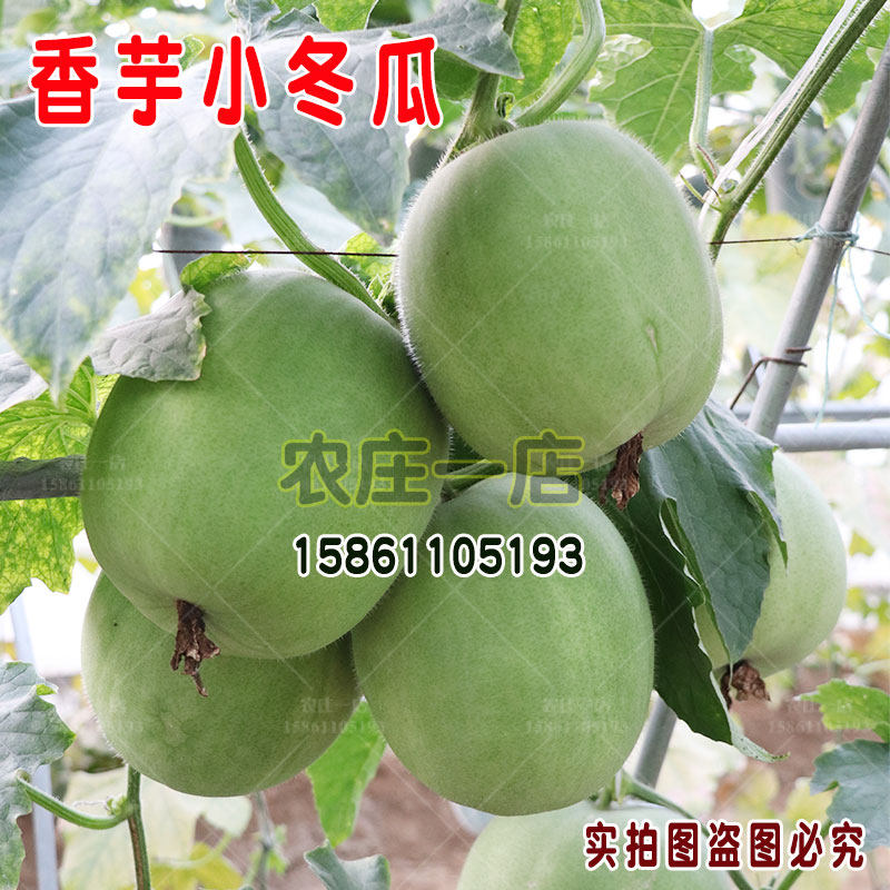 香芋冬瓜种籽小冬瓜种子蔬菜孑四季阳台迷你粉皮东瓜盆栽芋头香味