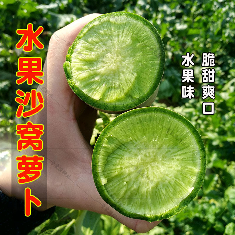 蔬菜沙窝白红潍县夏天四季青萝卜图片