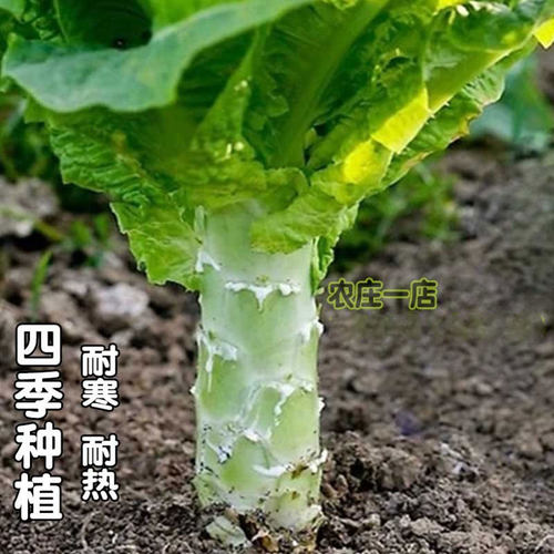 青莴苣种子易种蔬菜种籽莴笋夏季