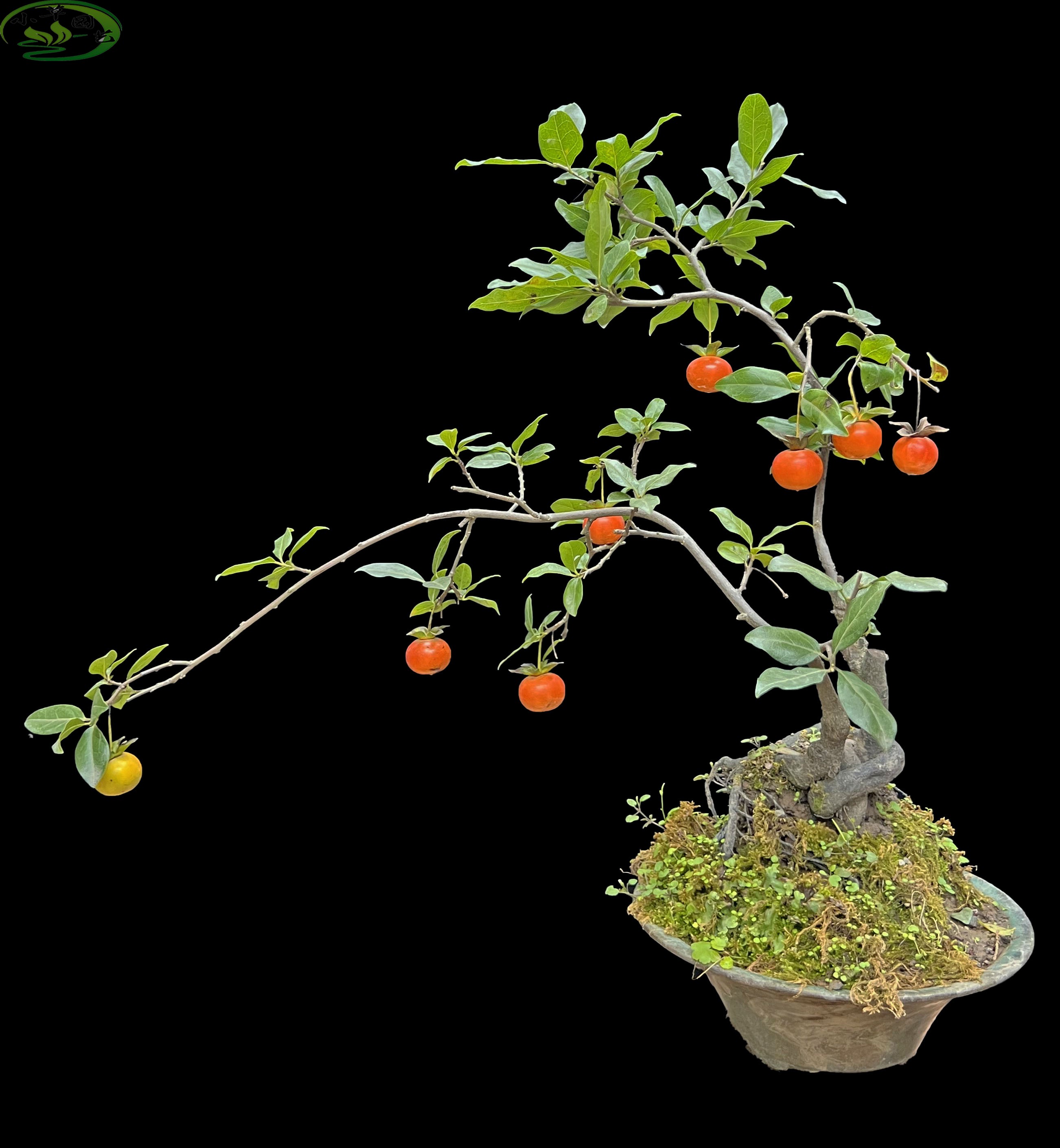 金弹子盆景红果造型漂亮双杆精品四季常青开花结果耐寒好养