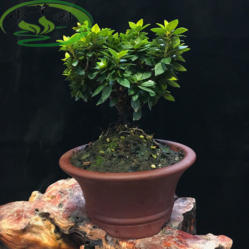 杜鹃盆景四季常长青开花艳丽鹿山进口小品适合阳台办公桌摆放