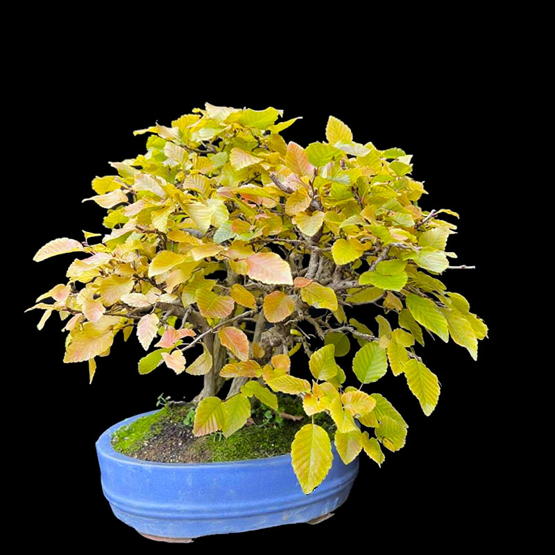 进口鹅耳枥丛林盆景好看好养