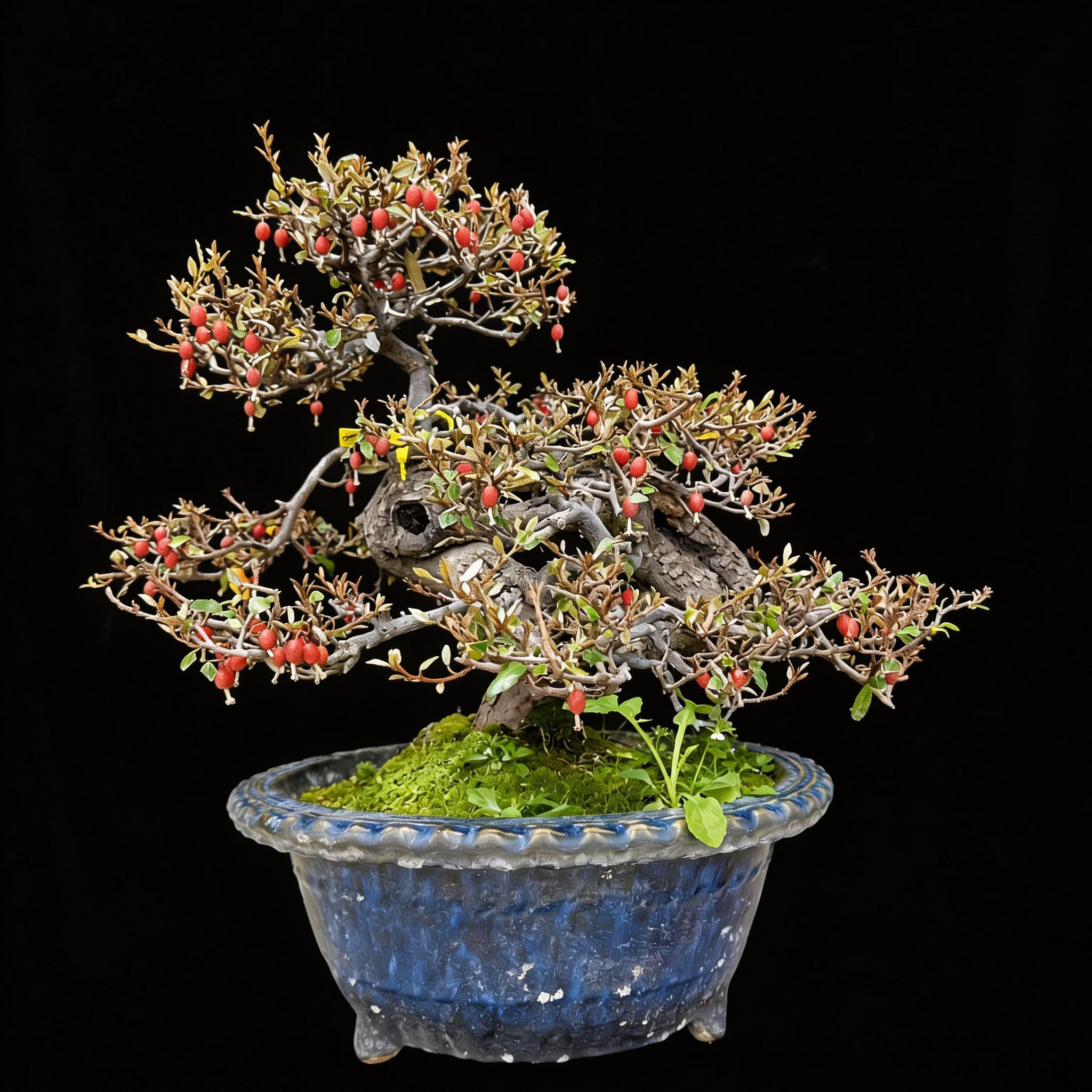 展会级日本进口胡秃子老桩｜冬花造型盆景