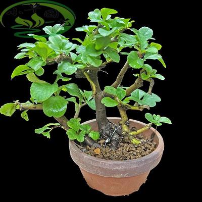 白花长寿梅花期长老气好养结果