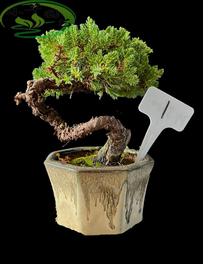 精品新西兰珍珠柏盆景造型漂亮老气四季常青耐寒好养