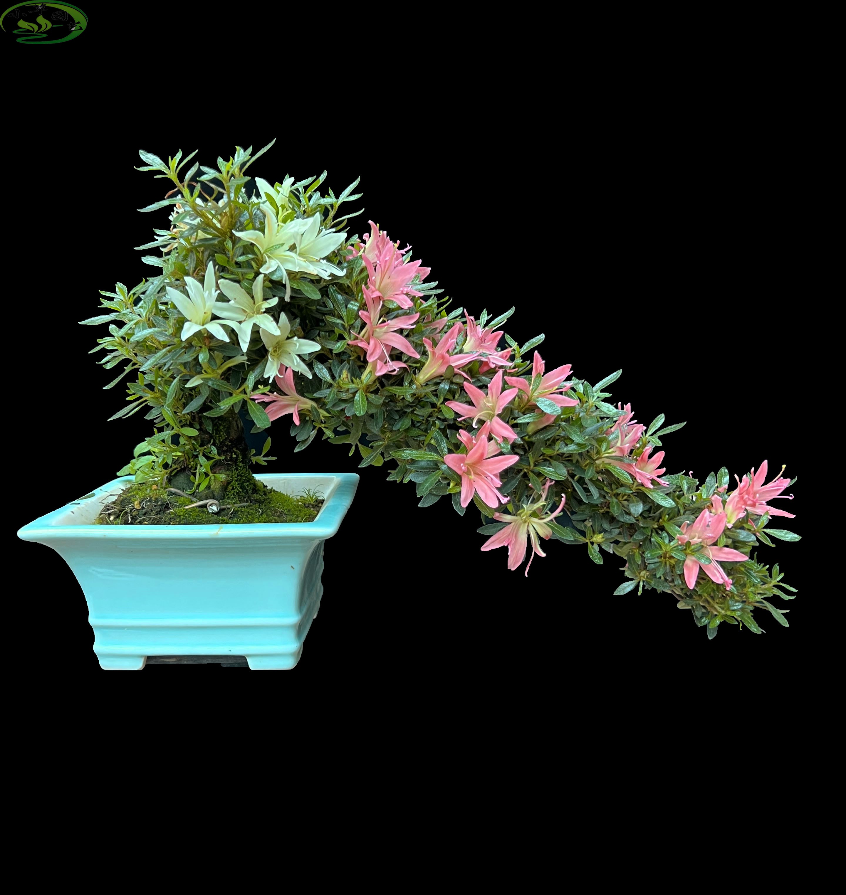 进口皋月杜鹃悬崖临水造型更漂亮小叶复色花精品观花观叶盆景