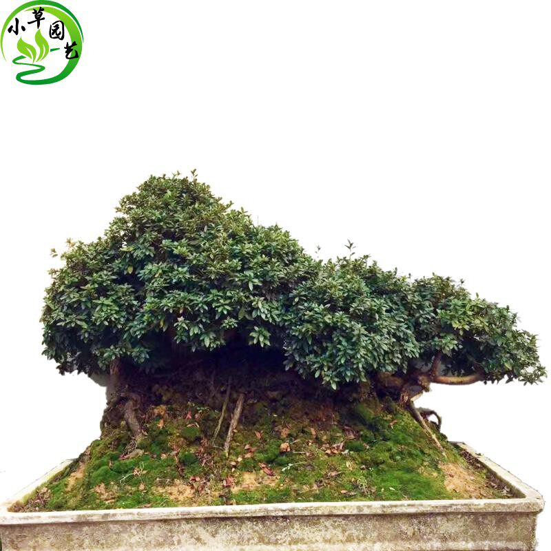 精品杜鹃盆景连体大型古桩长青耐寒开花适合庭院大厅好养